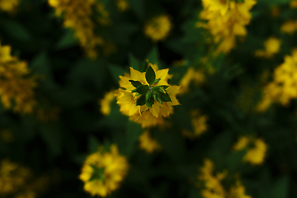 포토 JPG 해외이미지 식물 계절 공원 꽃잎 꽃 백그라운드 잎 꽃무늬 밭 자연 사람없음 야외 초록색 컬러풀 뷰티 노란색 정원 봄 벚꽃 시골 개화 허브 상승 화단 엉겅퀴 쪽파 취급주의 해외포토 공공시설 컬러 컨셉 무늬 농업 경고 생태계 파 파일형식 이미지허브
