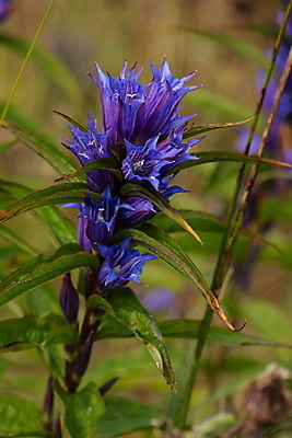 포토 JPG 해외이미지 식물 꽃잎 꽃 줄기 백그라운드 잎 꽃무늬 자연 산 사람없음 야외 초록색 파란색 뷰티 정원 보라색 봄 들꽃 벚꽃 개화 약초 허브 버드나무 제비꽃 고도 알프스 내추럴 해외포토 나무 계절 유럽 컬러 무늬 풀_식물 생태계 파일형식 이미지허브