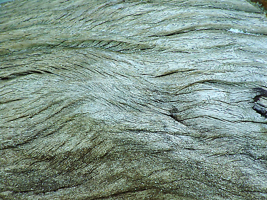 포토 JPG 해외이미지 나무 식물 디자인 선 조각 백그라운드 패턴 부분 자연 표면 날씨 건조 사람없음 목재 검은색 줄무늬 공백 블록 수확 죽음 반지 거친 닫기 천 연도 묘사 오브젝트 질감 복고 통나무 정리 나무껍질 수목 썩음 어려움 엘리먼트 옛날 노화 카피스페이스 해외포토 컬러 컨셉 무늬 농업 재료 장신구 모션 껍질 직물 생태계 파일형식 이미지허브