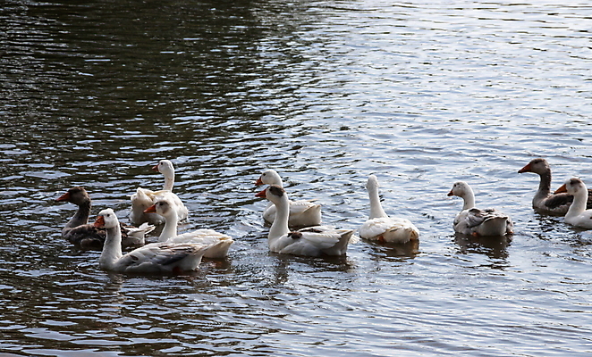 포토 JPG 해외이미지 동물 공원 호수 야생동물 백그라운드 날개 자연 조류 오리 풍경 사람없음 야외 물 여름 파란색 강 뷰티 반사 머리 환경 수영 회색 흰색 연못 그룹 깃털 부리 백조 거위 물새 내추럴 동물상 해외포토 자연요소 계절 공공시설 컬러 신체부위 조형물 수상스포츠 생태계 파일형식 이미지허브