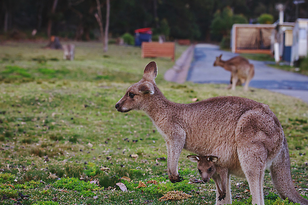 포토 JPG 해외이미지 동물 공원 여자 야생동물 여행 백그라운드 밭 포유류 가족 자연 털 국립공원 사람없음 야외 빨간색 초록색 갈색 머리 흰색 아기 황무지 호주 숲 캥거루 서식지 동쪽 내추럴 오지 해외포토 공공시설 컬러 농업 관계 사람 신체부위 오세아니아 방향 생태계 파일형식 이미지허브