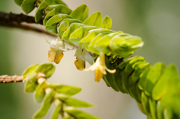 포토 JPG 해외이미지 나무 식물 꽃잎 꽃 분홍색 잎 꽃무늬 밭 태국 자연 하늘 사람없음 야외 여름 환경 정원 봄 나뭇가지 난초 닫기 숲 보케 해외포토 계절 아시아 컬러 무늬 농업 모션 생태계 파일형식 이미지허브