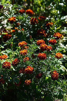 포토 JPG 해외이미지 식물 계절 꽃잎 꽃 백그라운드 잎 꽃무늬 밭 오렌지 자연 잔디 사람없음 빨간색 초록색 컬러풀 햇빛 뷰티 노란색 정원 맑음 봄 활발 벚꽃 침대 개화 황금 닫기 아로마 내추럴 꽃수술 해외포토 컬러 가구 컨셉 무늬 농업 과일 모션 날씨 태양 생태계 파일형식 이미지허브