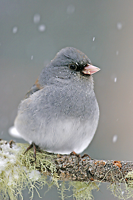 포토 JPG 해외이미지 나무 겨울 노래 조류 앉기 사람없음 어둠 회색 작음 해외포토 식물 동물 계절 음악 컬러 모션 크기 파일형식 이미지허브