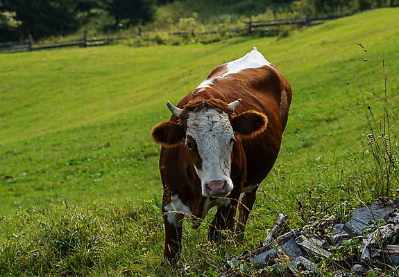 포토 JPG 해외이미지 동물 유럽 백그라운드 밭 농업 포유류 자연 하늘 산 풍경 경사 초원 사람없음 야외 초록색 여름 농장 농경지 갈색 환경 계곡 가축 봄 우유 시골 소 군중 방목 스위스 언덕 유기농 알프스 송아지 밭일 찰과상 해외포토 웰빙 계절 나라 산업 새끼 컬러 유제품 사람 축산업 상처 생태계 파일형식 이미지허브