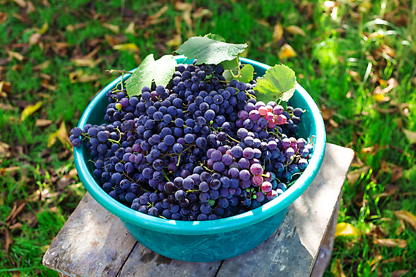포토 JPG 해외이미지 식물 계절 열매 음식 잎 농업 과일 자연 포도 디저트 사람없음 야외 파란색 농작물 상자 농장 바구니 와인 맑음 수확 시골 신선 사발 다발 가득함 유기농 원예 날것 포도밭 포도나무 내추럴 숙성 해외포토 웰빙 산업 컬러 밭 날씨 주류 취미 사기그릇 과일나무 생태계 파일형식 이미지허브