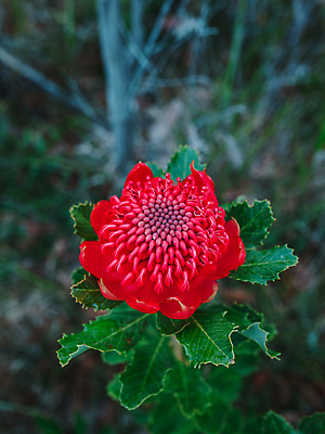 포토 JPG 해외이미지 식물 꽃잎 꽃 줄기 백그라운드 잎 꽃무늬 자연 산 사람없음 빨간색 초록색 빛 뷰티 머리 정원 봄 들꽃 성장 벚꽃 나뭇가지 개화 호주 숲 자주색 관목 원예 내추럴 고립 전국 해외포토 나무 계절 컬러 무늬 취미 신체부위 오세아니아 생태계 파일형식 이미지허브