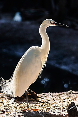 포토 JPG 해외이미지 나무 동물 공원 호수 야생동물 백그라운드 자연 조류 낚시 서기 사람없음 야외 초록색 물 환경 흰색 나뭇가지 우아함 습지 큼 왜가리 깃털 부리 목 내추럴 동물상 해외포토 자연요소 식물 공공시설 컬러 컨셉 모션 레저 신체부위 조형물 크기 생태계 파일형식 이미지허브