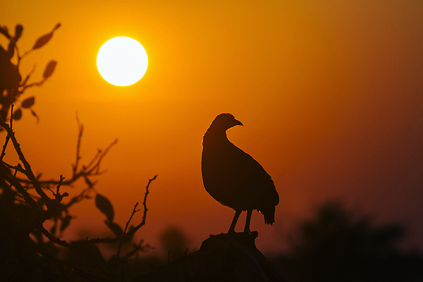 포토 JPG 해외이미지 동물 실루엣 야생동물 오렌지 아프리카 자연 조류 국립공원 사람없음 가로 태양 일출 황혼 일몰 새벽 보호 저녁 사파리 꿩 남아프리카 보츠와나 보호구역 해외포토 자연요소 공원 나라 컨셉 과일 촬영기법 노을 야간 생태계 구역 파일형식 이미지허브
