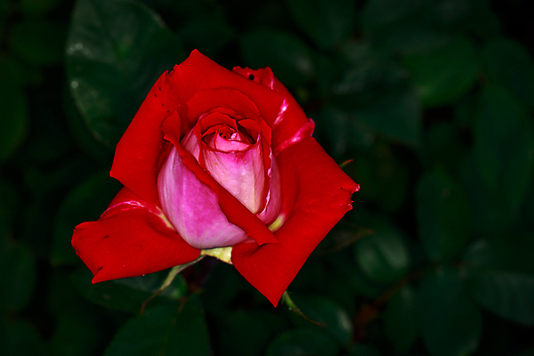 포토 JPG 해외이미지 꽃 산업 농업 자연 사람없음 야외 가로 컬러풀 한개 장미 봄 닫기 원예 카피스페이스 해외포토 식물 1 계절 컬러 모션 취미 공백 생태계 파일형식 이미지허브