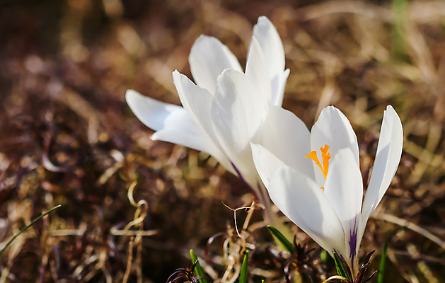 포토 JPG 해외이미지 식물 디자인 계절 꽃잎 꽃 백그라운드 컨셉 2 꽃무늬 자연 추상 휴가 사람없음 빛 햇빛 태양 갈색 환경 봄 성장 벚꽃 흰색 신선 신용카드 개화 선택 질감 복고 부드러움 내추럴 해외포토 자연요소 컬러 무늬 금융 감각 생태계 파일형식 이미지허브