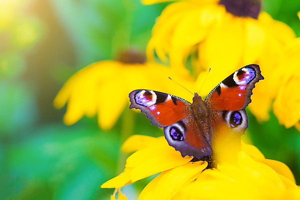 포토 JPG 해외이미지 식물 동물 1 꽃 야생동물 나비 곤충 백그라운드 패턴 오렌지 자연 안테나 앉기 사람없음 초록색 컬러풀 햇빛 태양 뷰티 갈색 노란색 정원 봄 활발 시골 개화 러시아 꽃가루 꿀 내추럴 동물상 해외포토 자연요소 계절 유럽 컬러 컨셉 무늬 과일 통신 모션 조형물 가루 생태계 파일형식 이미지허브