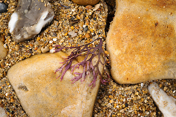 포토 JPG 해외이미지 식물 디자인 음식 모래 바다 여행 백그라운드 상상 자연 거리 어류 사람없음 야외 초록색 물 파란색 태양 숫자 갈색 환경 보라색 성장 조약돌 해조류 산호 지중해 생태계 질감 박테리아 내추럴 다시마 옛날 해외포토 자연요소 문자 컬러 의학 수중동물 돌_바위 해양식물 자포동물 파일형식 이미지허브