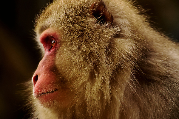 포토 JPG 해외이미지 동물 공원 아시아 얼굴 야생동물 여행 겨울 포유류 자연 휴식 산 수영장 털 동양인 사람없음 야외 물 일본 수영 스파 목욕 봄 추위 원숭이 아기 뜨거움 수증기 숲 서식지 유인원 내추럴 전국 지옥 해외포토 자연요소 계절 공공시설 나라 컨셉 사람 인종 신체부위 청결 수상스포츠 생태계 파일형식 이미지허브