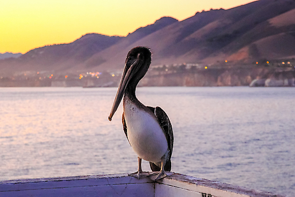 포토 JPG 해외이미지 주간 한마리 해외풍경 바다 난간 사람없음 야외 미국 펠리컨 캘리포니아 해외포토 자연요소 1 해외 북아메리카 조류 풍경 파일형식 이미지허브