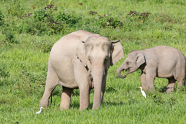 포토 JPG 해외이미지 동물 공원 아시아 야생동물 여행 포유류 가족 태국 자연 코끼리 종류 동양인 사람없음 환경 힘 아기 보호 숲 큼 인도인 코 멸종 내추럴 벌목 인구 전국 지능 해외포토 외국인 공공시설 나라 컨셉 관계 사람 인종 신체부위 크기 생태계 파일형식 이미지허브