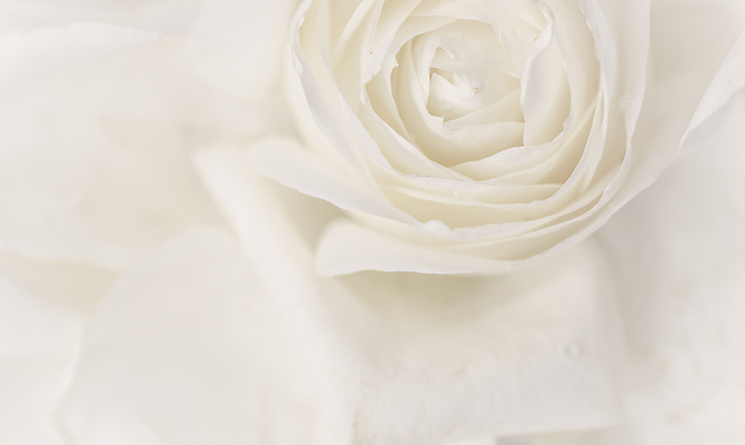 포토 JPG 해외이미지 식물 디자인 계절 꽃잎 꽃 결혼 백그라운드 컨셉 꽃무늬 자연 결혼식 추상 휴가 사람없음 빛 노란색 환경 봄 수확 성장 벚꽃 흰색 신선 신용카드 개화 선택 질감 복고 초대 부드러움 내추럴 해외포토 컬러 무늬 농업 이벤트 금융 감각 생태계 파일형식 이미지허브