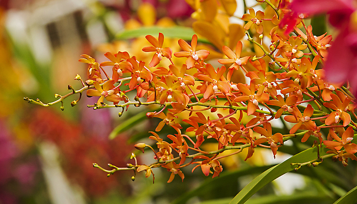 포토 JPG 해외이미지 식물 디자인 꽃잎 꽃 줄기 분홍색 꽃다발 결혼 백그라운드 꽃무늬 패턴 자연 추상 선물 사람없음 야외 장식 빨간색 초록색 뷰티 노란색 우주 정원 봄 낭만 벚꽃 흰색 나뭇가지 신선 개화 난초 우아함 순수 묘사 오브젝트 질감 내추럴 고립 돌봄 해외포토 나무 계절 컬러 컨셉 무늬 모션 이벤트 생태계 파일형식 이미지허브