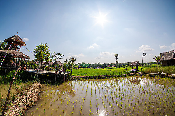포토 JPG 해외이미지 나무 식물 공원 아시아 여행 농업 자연 하늘 풍경 사람없음 야외 초록색 물 파란색 강 농장 환경 가을 시골 농부 장면 내추럴 논밭 해외포토 자연요소 직업 계절 공공시설 나라 산업 컬러 밭 논 생태계 파일형식 이미지허브