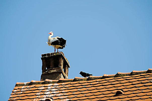 포토 JPG 해외이미지 동물 커플 야생동물 날개 가족 자연 조류 하늘 굴뚝 사람없음 야외 건물 여름 검은색 흰색 나뭇가지 시골 둥지 심볼 깃털 부리 동물상 생태학 황새 해외포토 나무 건축물 계절 교육 컬러 관계 조형물 생태계 파일형식 이미지허브