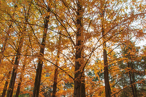 포토 JPG 해외이미지 주간 단풍 단풍나무 사람없음 야외 해외포토 자연요소 나무 잎 파일형식 이미지허브