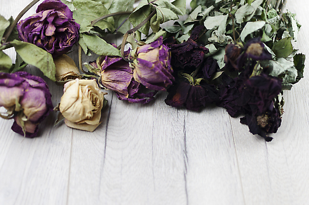 포토 JPG 해외이미지 꽃 잎 사람없음 하이앵글 장미 보라색 해외포토 식물 뷰포인트 컬러 파일형식 이미지허브