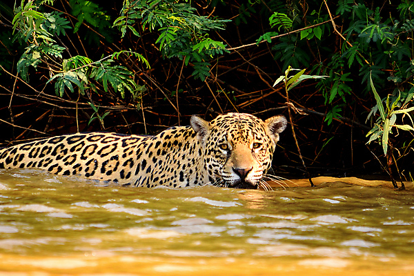 포토 JPG 해외이미지 나무 동물 공원 호수 야생동물 여행 백그라운드 포유류 파충류 자연 조류 하늘 사람없음 야외 초록색 물 파란색 강 컬러풀 미국 젖음 황무지 남아메리카 습지 숲 홍수 앵무새 브라질 생태학 아마존 이국적 재규어 브라질사람 해외포토 자연요소 식물 공공시설 교육 컬러 북아메리카 아메리카 자연재해 생태계 파일형식 이미지허브