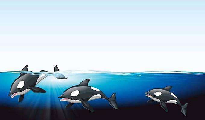 EPS 해외이미지 바다 일러스트 하늘 세마리 사람없음 고래 범고래 해외일러스트 포유류 3 수중동물 파일형식 벡터 이미지허브