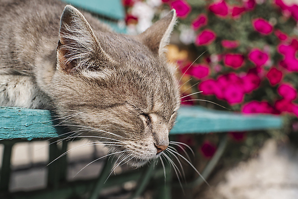 포토 JPG 해외이미지 나무 동물 1 응시 공원 얼굴 음식 백그라운드 벤치 의자 포유류 자연 털 앉기 사람없음 야외 목재 초록색 반려동물 태양 뷰티 갈색 고양이 봄 회색 수확 흰색 시골 달콤 질감 얼룩무늬 솜털 해외포토 자연요소 식물 시선 계절 공공시설 컬러 가구 무늬 농업 재료 모션 신체부위 맛 생태계 파일형식 이미지허브