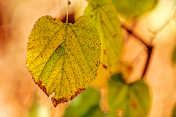 포토 JPG 해외이미지 나무 식물 계절 공원 백그라운드 잎 밭 자연 하늘 풍경 사람없음 야외 목재 빨간색 초록색 여름 빛 컬러풀 햇빛 뷰티 갈색 노란색 평화 정원 맑음 침묵 봄 활발 가을 나뭇가지 시골 신선 황무지 질감 상승 장면 내추럴 땅바닥 해외포토 공공시설 컬러 컨셉 농업 재료 날씨 바닥 태양 소리 생태계 파일형식 이미지허브