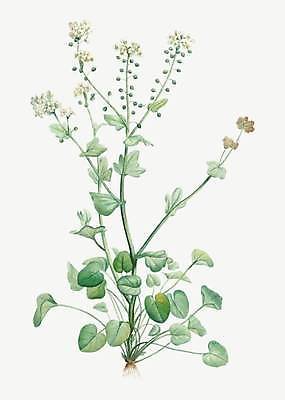 EPS 해외이미지 꽃 줄기 잎 일러스트 사람없음 빈티지 꽃봉오리 겨자씨 해외일러스트 식물 컨셉 씨앗 파일형식 벡터 이미지허브