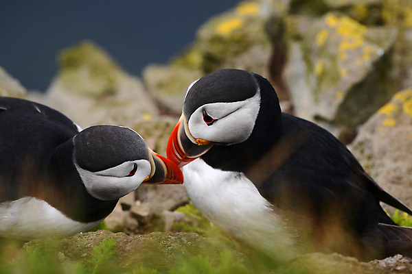 포토 JPG 해외이미지 주간 두마리 조류 사람없음 야외 아웃포커스 소프트포커스 퍼핀 해외포토 자연요소 동물 2 촬영기법 파일형식 이미지허브