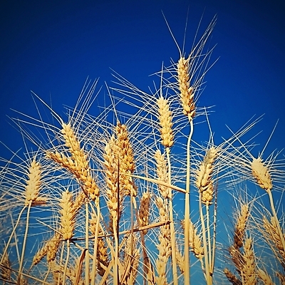 포토 JPG 해외이미지 식물 계절 음식 빵 줄기 백그라운드 밭 농업 자연 하늘 날씨 건조 씨앗 사람없음 야외 파란색 농작물 햇빛 태양 농장 농경지 노란색 환경 맑음 일몰 수확 성장 시골 황금 낟알 시리얼 밀 조경 밀짚 내추럴 밭일 숙성 호밀 해외포토 자연요소 산업 컬러 곡류 노을 짚 생태계 파일형식 이미지허브