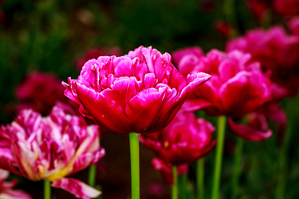포토 JPG 해외이미지 꽃 산업 농업 자연 사람없음 야외 가로 컬러풀 봄 튤립 닫기 원예 해외포토 식물 계절 컬러 모션 취미 생태계 파일형식 이미지허브