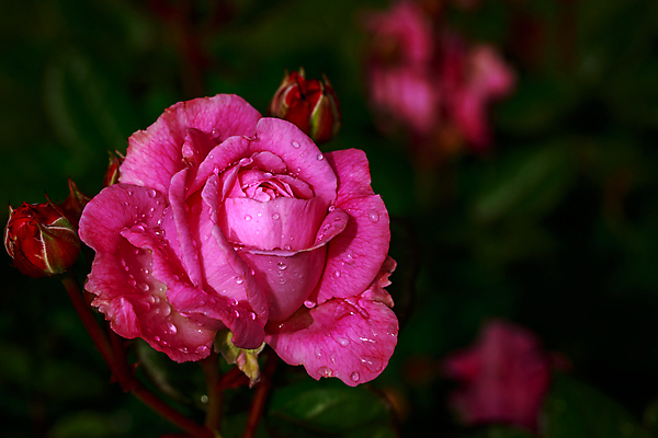 포토 JPG 해외이미지 꽃 산업 농업 자연 사람없음 야외 가로 컬러풀 한개 장미 봄 닫기 원예 카피스페이스 해외포토 식물 1 계절 컬러 모션 취미 공백 생태계 파일형식 이미지허브