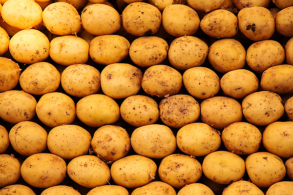 포토 JPG 해외이미지 감자 실내 사람없음 여러개 가득함 해외포토 다수 채소 내부 파일형식 이미지허브