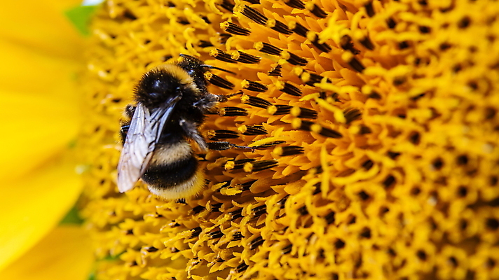 포토 JPG 해외이미지 식물 동물 꽃잎 꽃 야생동물 곤충 백그라운드 잎 꽃무늬 밭 농업 자연 해바라기 씨앗 사람없음 야외 초록색 여름 컬러풀 태양 뷰티 노란색 정원 맑음 검은색 벚꽃 개화 닫기 수분 벌 싱글 꽃가루 꿀 내추럴 호박벌 해외포토 자연요소 계절 산업 컬러 무늬 모션 날씨 벌_곤충 가루 생태계 파일형식 이미지허브