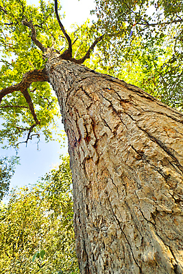 포토 JPG 해외이미지 나무 식물 아시아 야생동물 여행 자연 휴식 국립공원 사람없음 목재 초록색 뷰티 환경 다양 보호 숲 환경보전 생태계 생물학 네팔 서식지 내추럴 보호구역 삼림지대 생태학 해외포토 동물 공원 교육 나라 컬러 다수 컨셉 재료 사회이슈 구역 파일형식 이미지허브