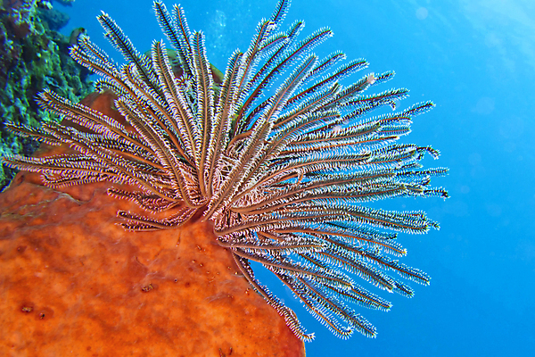 포토 JPG 해외이미지 동물 아시아 야생동물 바다 자연 휴식 사람없음 물 환경 수중 다양 산호 잠수함 환경보전 생태계 다이빙 생물학 인도네시아 암초 서식지 깊이 동물상 생태학 식민지 해외포토 자연요소 교육 나라 다수 컨셉 조형물 수영 자포동물 사회이슈 수중스포츠 파일형식 이미지허브