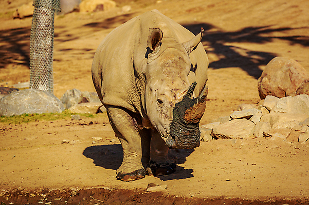포토 JPG 해외이미지 동물 북아메리카 포유류 사람없음 야외 가로 컬러풀 미국 캘리포니아 코뿔소 해외포토 컬러 아메리카 파일형식 이미지허브