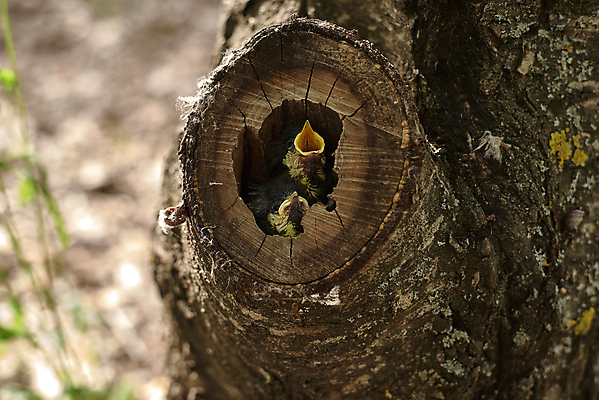 포토 JPG 해외이미지 식물 동물 야생동물 잎 2 노래 청소년 자연 조류 새로움 생물 주택 병아리 3 앉기 사람없음 야외 초록색 머리 회색 분노 아기 신생아 오픈 입 생일 그룹 울음 배고픔 깃털 만족 코 부리 형제 부름 사냥꾼 부화 구걸 돌봄 바이오 비명 생태학 수유 많음 해외포토 직업 교육 기념일 남자 감정 음악 컬러 컨셉 가족 모션 표정 사람 건물 신체부위 생태계 파일형식 이미지허브