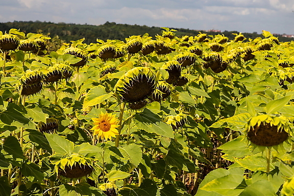 포토 JPG 해외이미지 식물 계절 꽃 음식 줄기 백그라운드 잎 꽃무늬 밭 농업 자연 해바라기 건조 씨앗 사람없음 야외 초록색 파란색 태양 농장 노란색 머리 정원 검은색 일몰 수확 성장 벚꽃 시골 죽음 원형 유기농 내추럴 밭일 숙성 세련 해외포토 자연요소 도형 웰빙 산업 컬러 무늬 신체부위 노을 생태계 파일형식 이미지허브