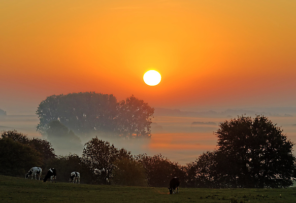 포토 JPG 해외이미지 나무 사람없음 야외 햇빛 태양 일출 시골 소 해외포토 자연요소 식물 포유류 노을 파일형식 이미지허브