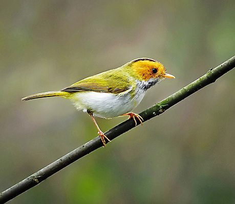 포토 JPG 해외이미지 야생동물 여행 사람없음 여행객 중국 해외포토 동물 아시아 사람 파일형식 이미지허브