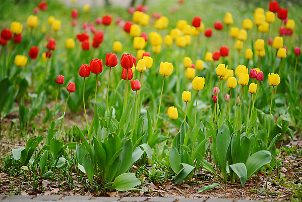 포토 JPG 해외이미지 식물 계절 꽃 휴식 서울 한국 사람없음 빨간색 초록색 컬러풀 노란색 정원 봄 튤립 떠남 해외포토 아시아 컬러 컨셉 모션 파일형식 이미지허브