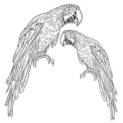 EPS 해외이미지 식물 동물 디자인 야생동물 백그라운드 날개 일러스트 자연 조류 열대 미술 그래픽 반려동물 흰색 개 사파리 깃털 그림 부리 앵무새 고립 엘리먼트 이국적 잉꼬 해외일러스트 컬러 포유류 문화예술 생태계 파일형식 벡터 이미지허브