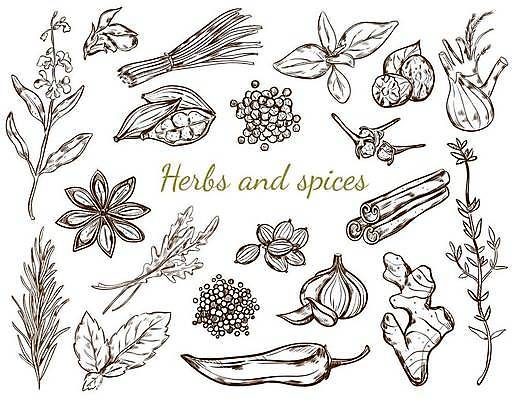 EPS 해외이미지 일러스트 양파 마늘 사람없음 스케치 민트 허브 향신료 후추 생강 바질 로즈메리 루꼴라 백리향 세이지 칠리고추 회향 팔각회향 해외일러스트 식물 채소 고추 미술 향미료 파일형식 벡터 이미지허브
