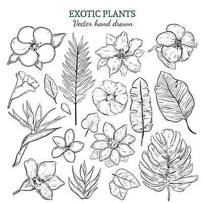 EPS 해외이미지 식물 디자인 꽃잎 꽃 일러스트 연꽃 사람없음 난초 스케치 목련 바나나잎 알로에 칼라꽃 히비스커스 해외일러스트 잎 미술 파일형식 벡터 이미지허브