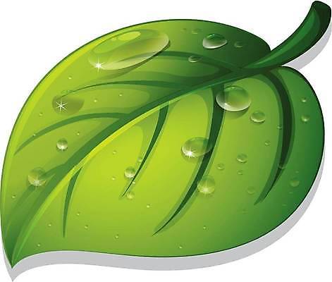 EPS 해외이미지 클립아트 식물 1 클리핑패스 줄기 잎 일러스트 목걸이 부분 초록색 물 빛 활발 젖음 흐름 물방울 떨어짐 이슬 수분 만화 구슬 오브젝트 싱글 흰배경 질감 정맥 고립 구슬장식 엘리먼트 해외일러스트 자연요소 컬러 백그라운드 컨셉 장신구 장식 흰색 혈관 파일형식 벡터 이미지허브