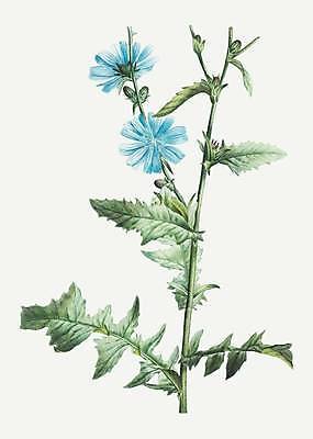 EPS 해외이미지 꽃 줄기 잎 일러스트 사람없음 빈티지 치커리 해외일러스트 식물 컨셉 채소 파일형식 벡터 이미지허브